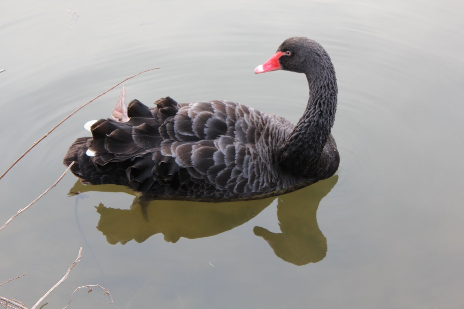 Trauerschwan_Erzbistum Köln (c)Bernhard Riedl (c) © Erzbistum Köln , Bernhard Riedl