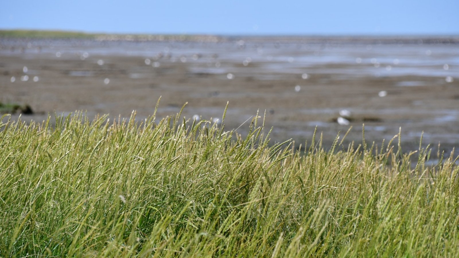 Nordsee_Ostfriesland (c) Alexander Daun