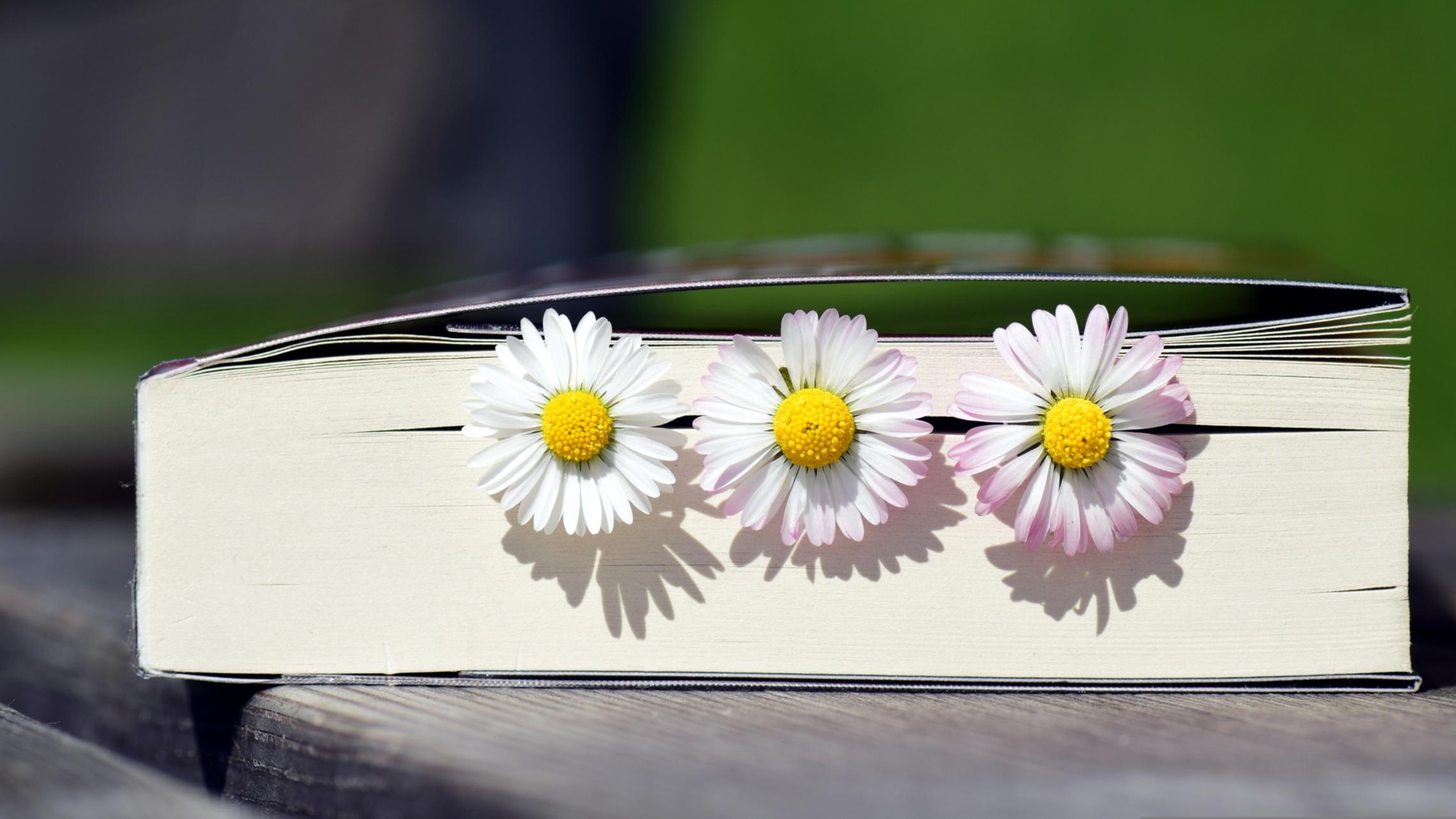 Bild von einem Buch mit Gänseblümchen in den Seiten