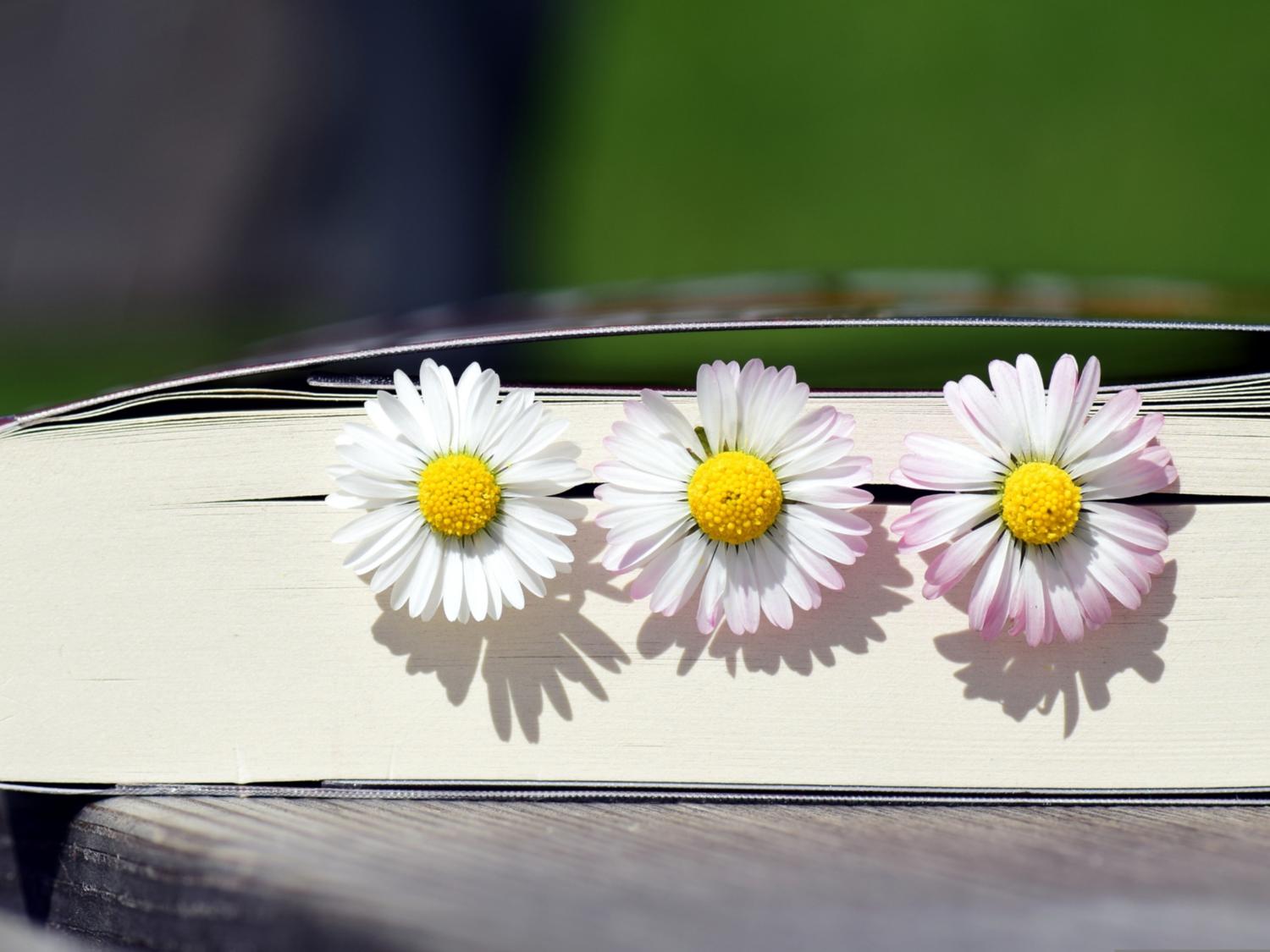 Bild von einem Buch mit Gänseblümchen in den Seiten