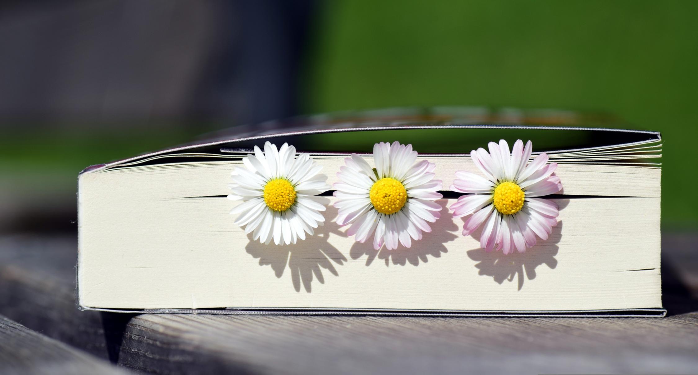 Bild von einem Buch mit Gänseblümchen in den Seiten