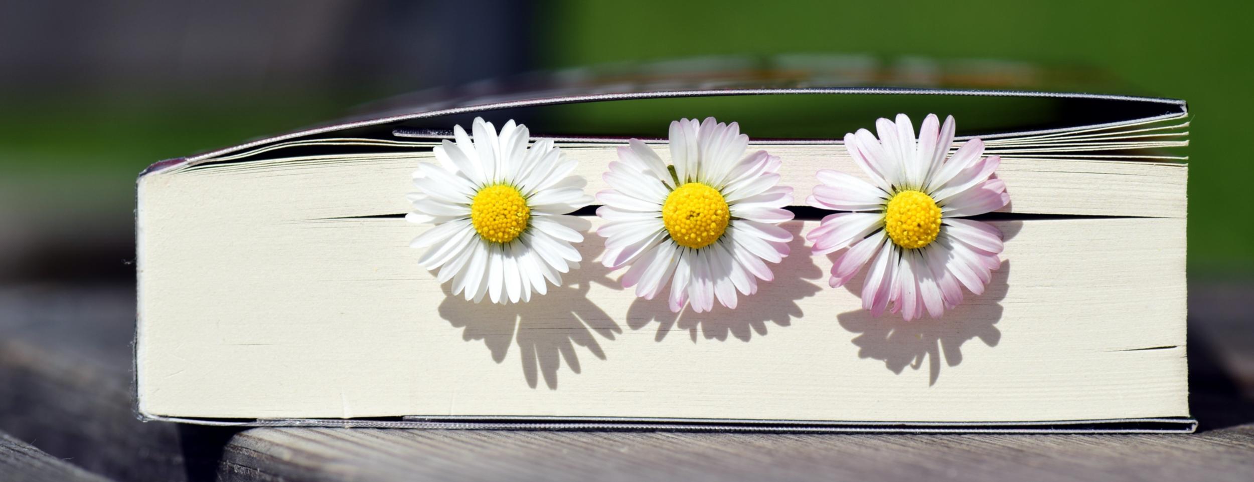 Bild von einem Buch mit Gänseblümchen in den Seiten