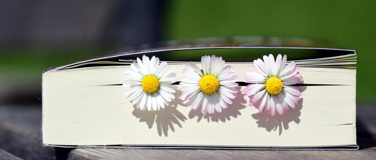 Buch und Gänseblümchen